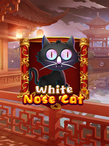 White Nose Cat