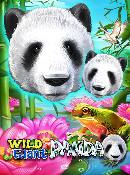 Wild Giant Panda
